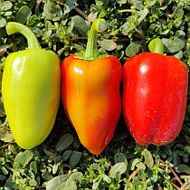 семена перца сладкого алеша попович