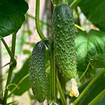 Семена огурца Амбассадор F1