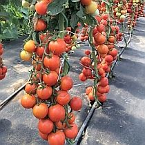 Семена томата Тайфун F1