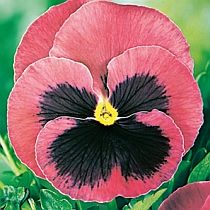 семена виолы Валентина