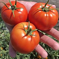 Семена томата Семко Союз F1