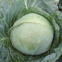 Семена капусты белокочанной Мишутка F1