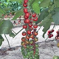 Семена томата Черриколло F1