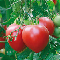 Семена томата Розовый Спам F1