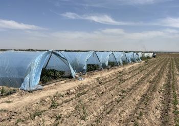 Перец F1 Юбилейный Семко в теплицах Узбекистана