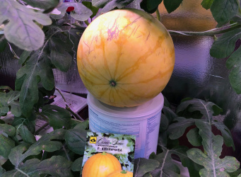 Всё о порционных арбузах.