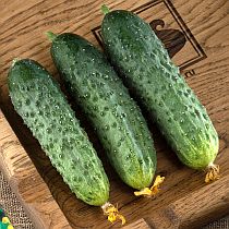 Семена огурца Иволга F1