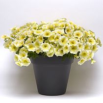 семена петунии Е3 Изи Вейв Еллоу F1