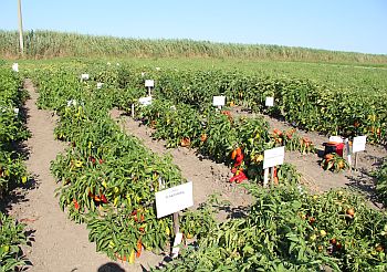 Перец сладкий - результаты селекционной программы Семко