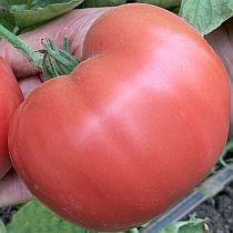 Семена томата Розе F1
