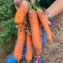 Семена моркови Олимпиец F1