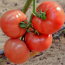 Семена томатов Партнер Семко F1