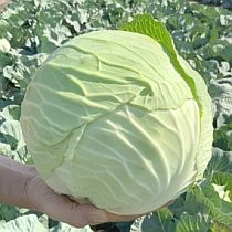 Семена капусты белокочанной Киластоп F1