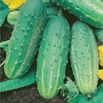 Семена огурца Регия F1
