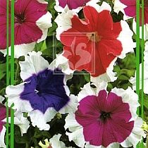 семена петунии Пикоти