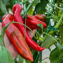 Семена перца сладкого Балканец F1