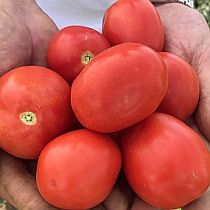 Семена томата  Юг Агро 3002 F1