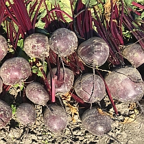 семена свеклы столовой Пабло F1