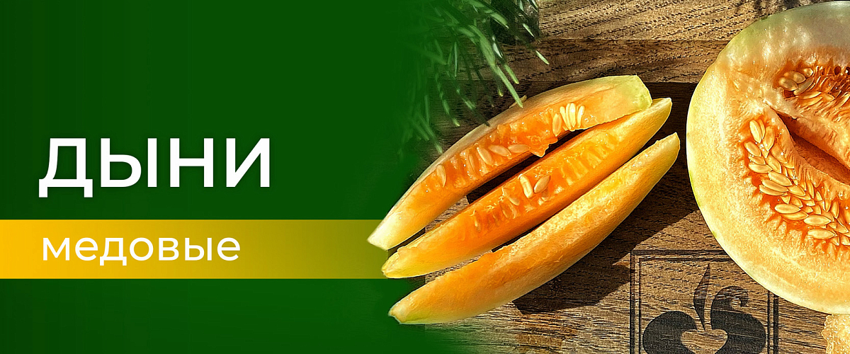 дыни